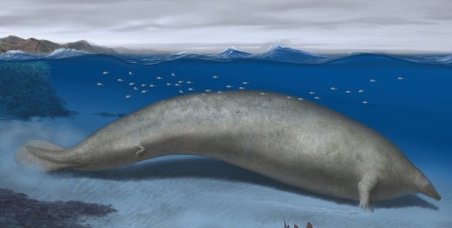 кит, древний кит, самый большой кит в мире