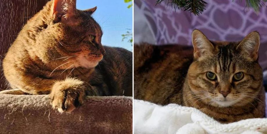 Рентген, жінка дізналась, що у тілі її кішки є дві кулі від вогнепальної зброї, знахідка, як це можливо