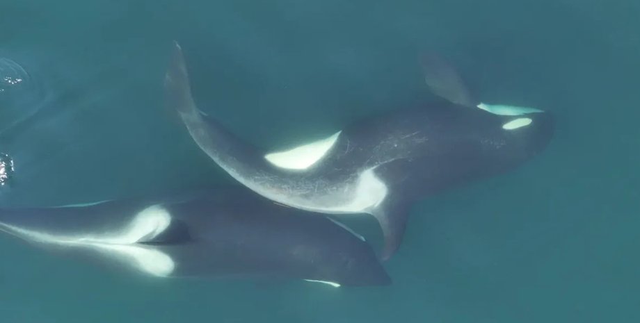 нежности косаток в океане