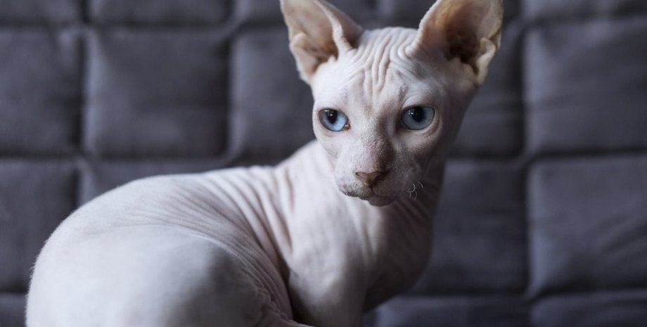 Кот, порода кошек, домашний любимец, домашний любимец