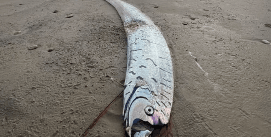 Мифическое существо заметила женщина на пляже