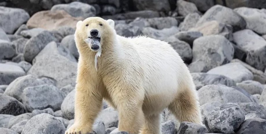 белый медведь, белый медведь пластик