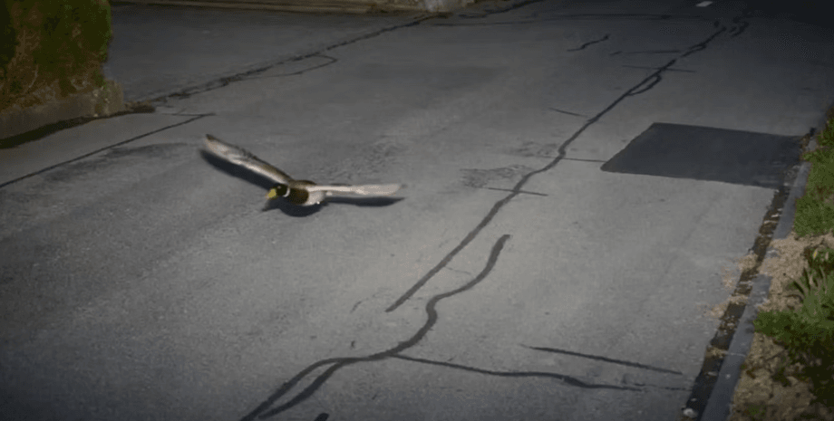 утки, пролет утки, скорость движения камеры