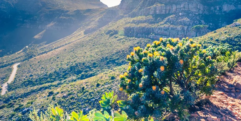 фінбос, рослина фінбос