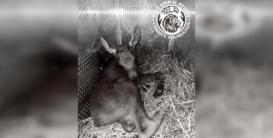 Лосенок погиб во время массированного обстрела Лосенок погиб из-за обстрела