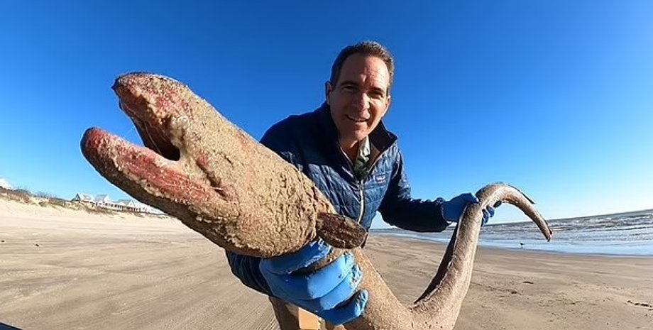 американский угорь, угорь рекордсмен