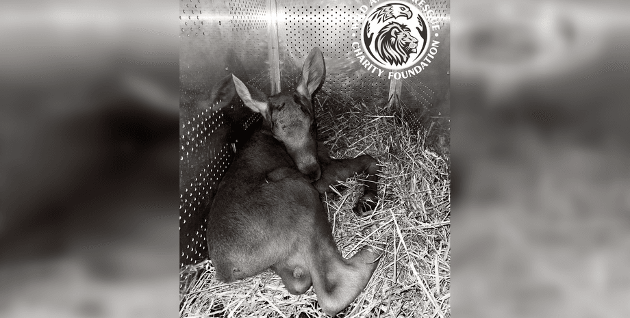 Лосенок погиб из-за обстрела