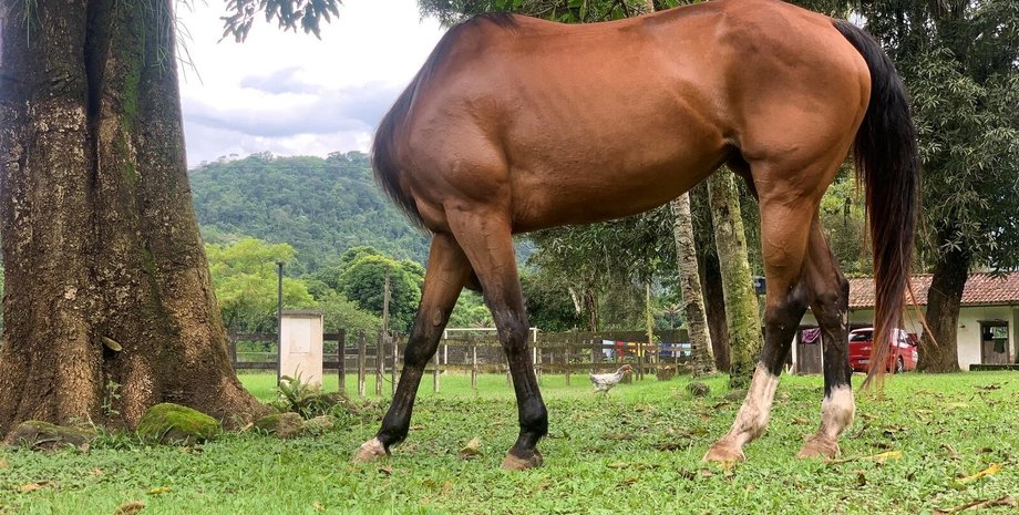 животное, поле, скакун