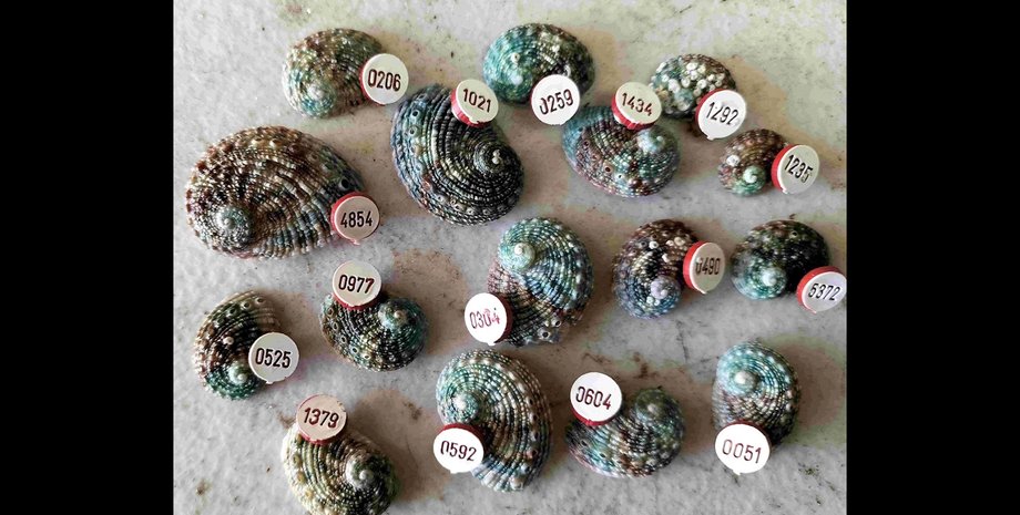 моллюск морское ушко