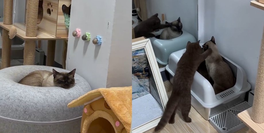 "Лучшее решение": владелица поборола апатию котика простым и эффективным способом