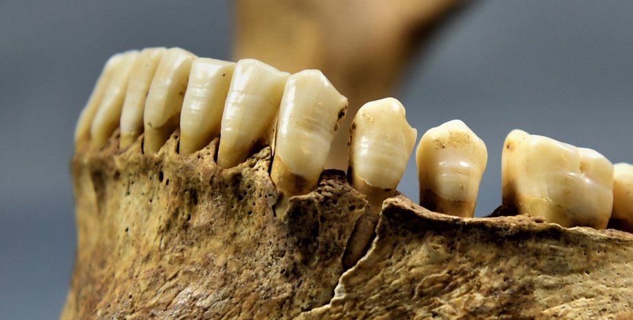 Средневековые практики, грудное вскармливание, Пищевые привычки древних баварцев, раннесредневековая Европа, Детское питание в Средневековье, Изотопный анализ человеческих зубов