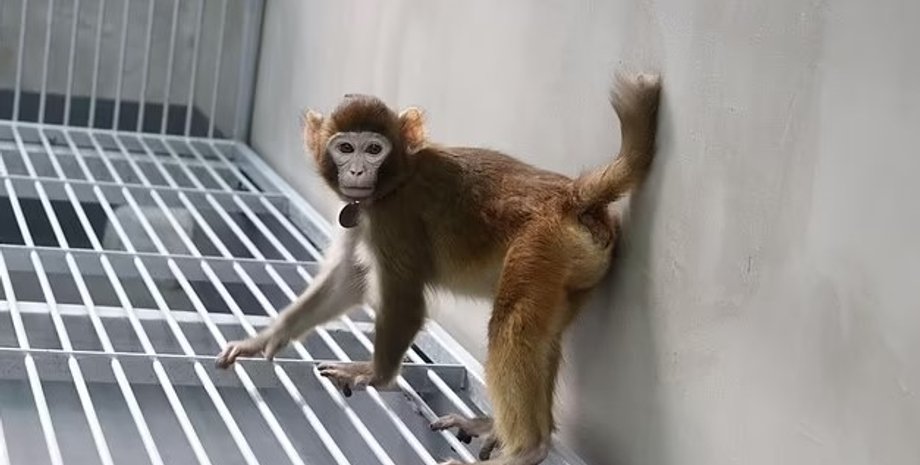 макака-резус, клон макака-резус, макака-резус клон