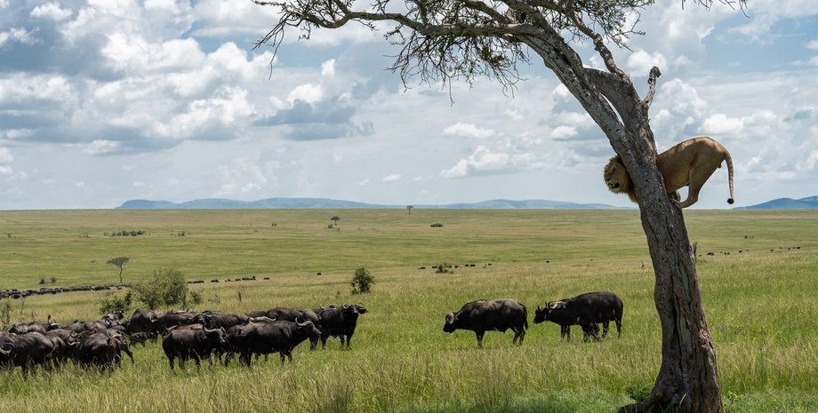 тварини, лев