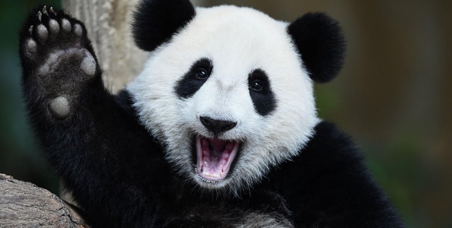 Фото: Komotoz.ru