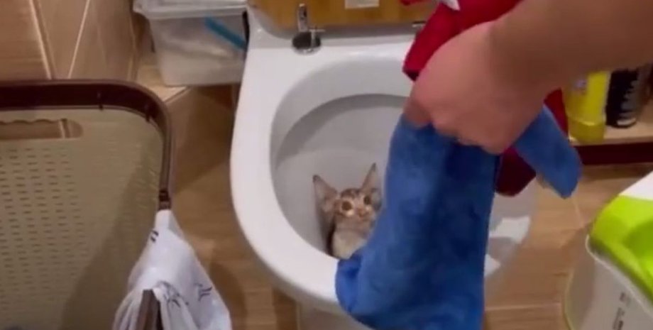 котенок, животное, унитаз,