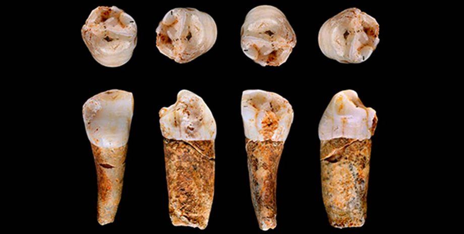 Неандертальцы, древние люди, зубная эмаль, стратегии выживания, химический состав, изотопы стронция, географическое расположение, наука и археология, плотность населения, виды-жертвы, образ жизни, модели поведения, исследования, древние люди