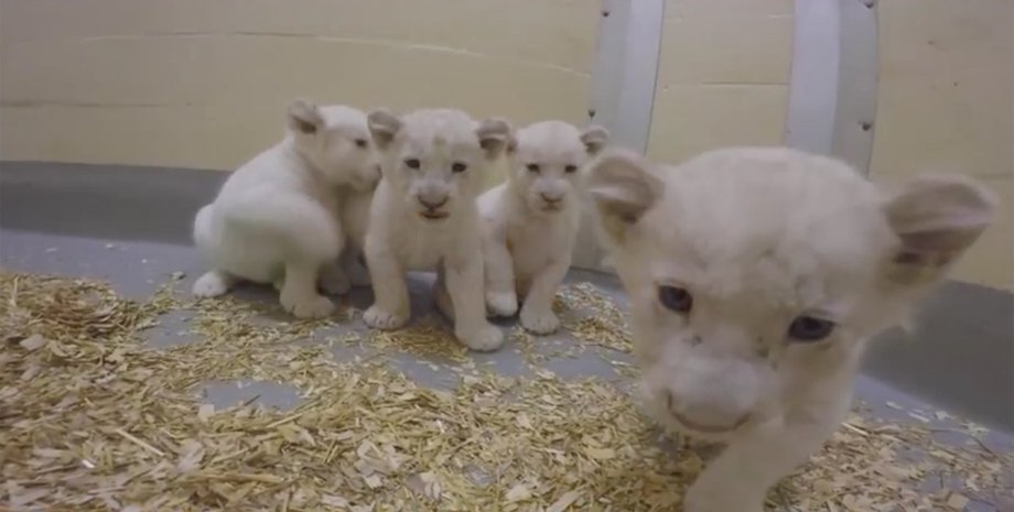 Принтскрин видео