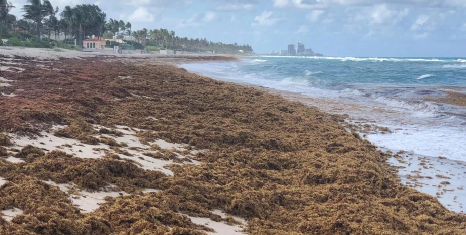 водорості Бура біомаса захоплює Атлантичний океан: її вага вже становить 37,5 млн тонн (відео)0