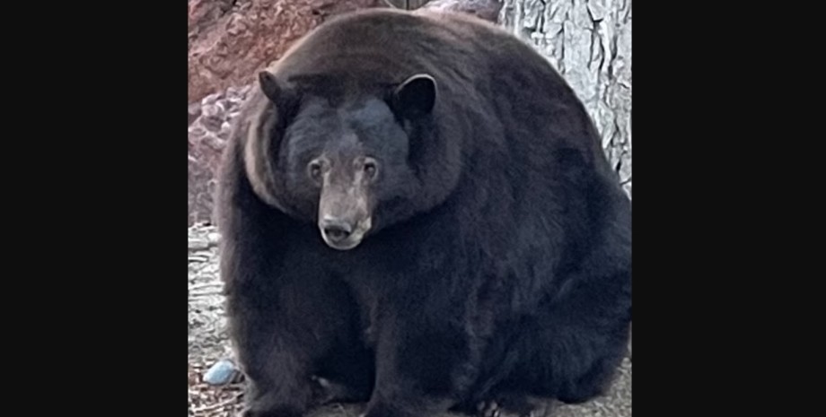 США, медведь в Калифорнии, медведь Йоги, дикие медведи, дикая природа, медведь ломает дома
