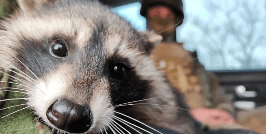 новости херсона, херсонский енот, оккупанты украли енота