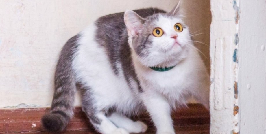 Домашняя кошка сидит у стены и настороженно смотрит вверх, демонстрируя естественные повадки