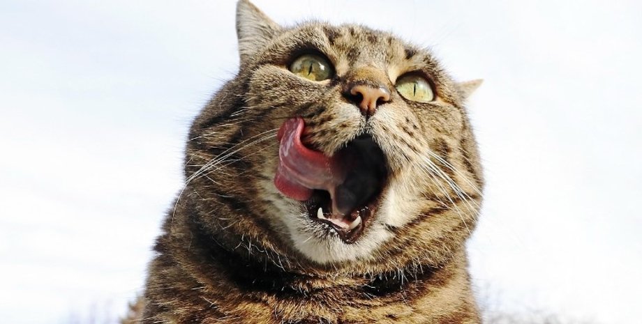 кошки, ожирение у кошек, кошки ожирение