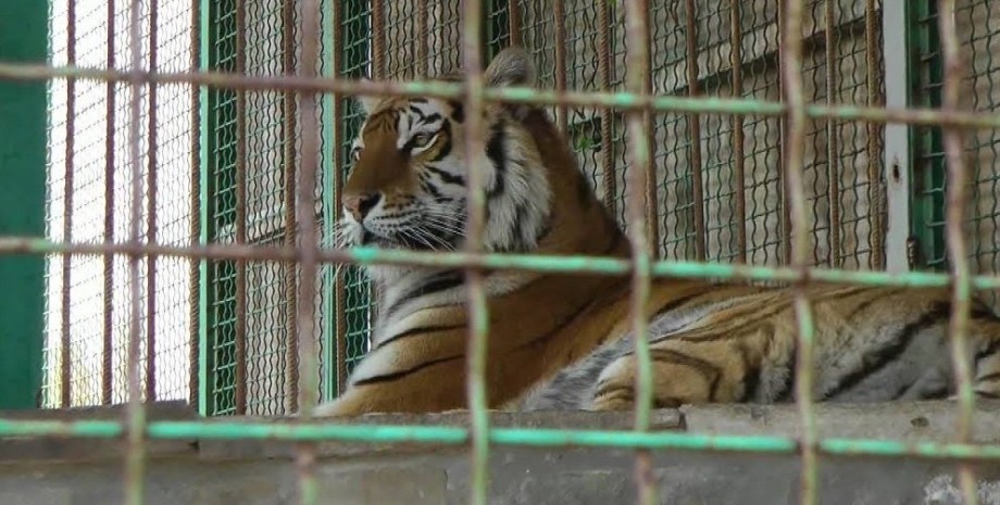 тигр загрыз мужчину, животное, хищник, зоопарк, чп, черниговская область