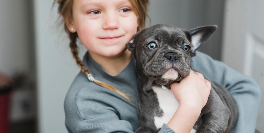 Французский бульдог, ласковая порода собак, ласковые собаки, порода собак, самые ласковые собаки, как выбрать ласковую собаку