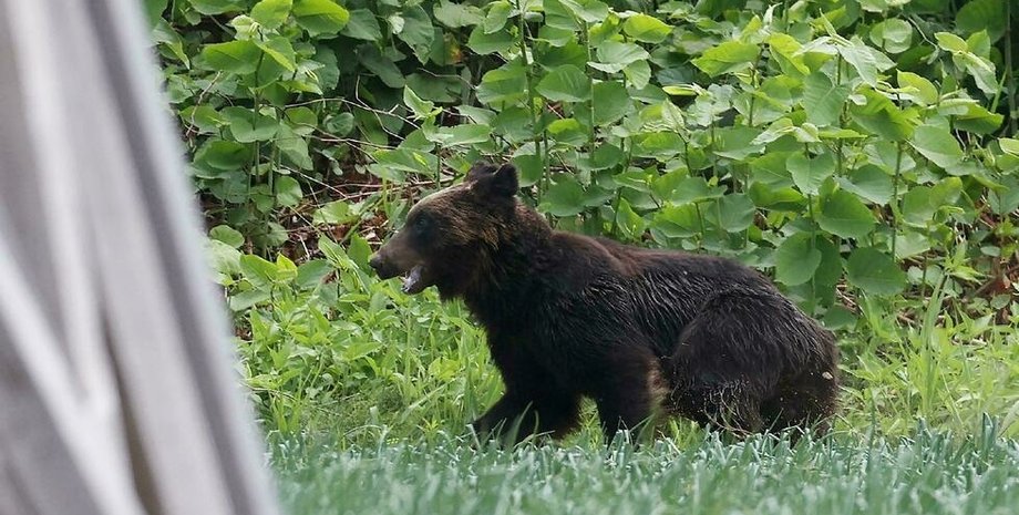медведь, япония