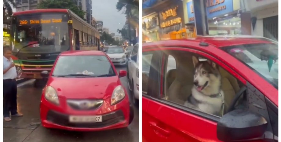 В мегаполисе произошла огромная пробка из-за одного авто: за рулем был хаски