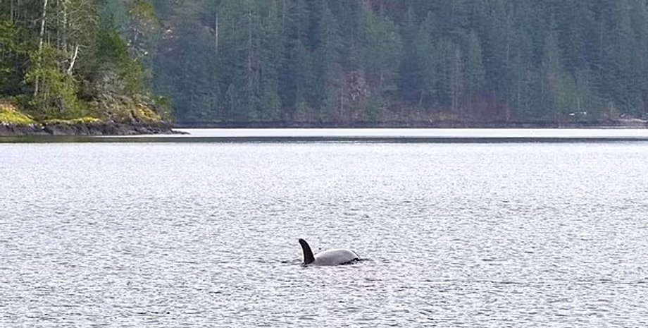 лагуна, китене сирота