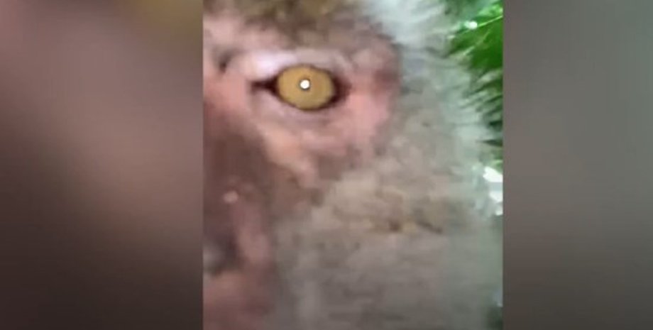 Фото: скриншот из видео / YouTube