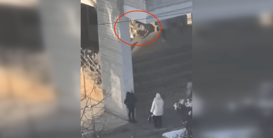 У Львові батьки влаштували стрільбу на подвір'ї школи: чоловік отримав поранення (відео)