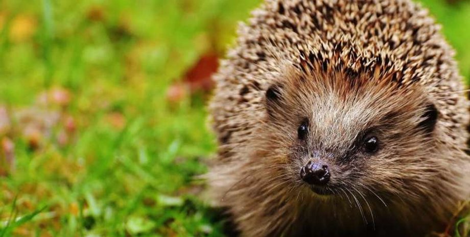 їжак, порятунок їжаків, їжаки сплячка