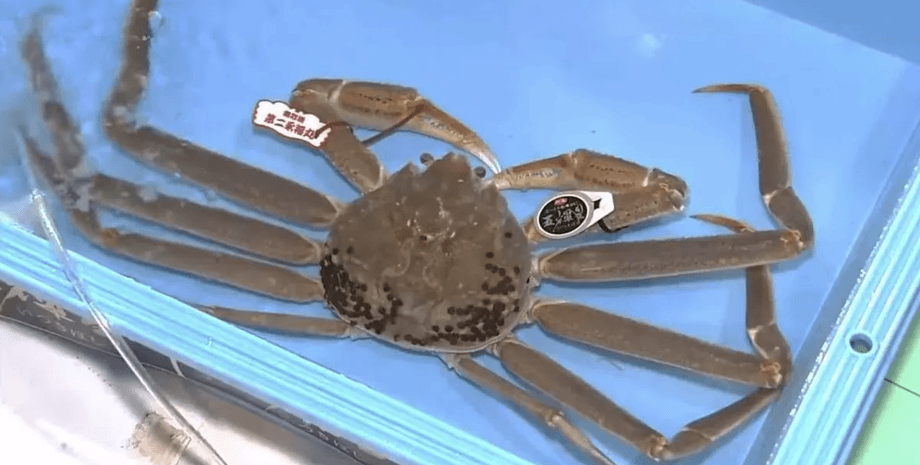 Самый дорогой краб в мире