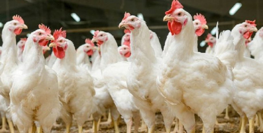 Фото: РБК-Украина