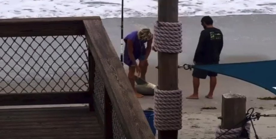 Акула, избиение Акула, пляж