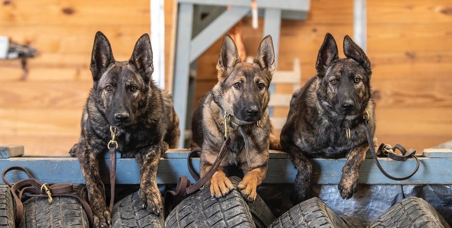 собака порода свалинн, собака, собаки, свалинн, что такое свалинн, Svalinn