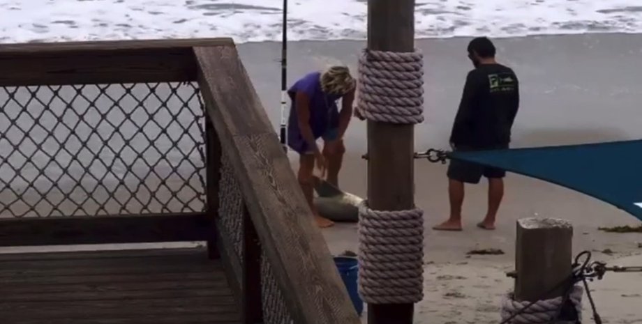 Акула, пляж