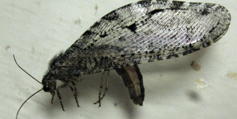 комахи, древні тварини, природа, дослідження, земля