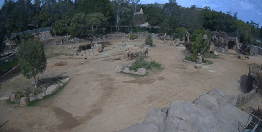 Слони у зоопарку