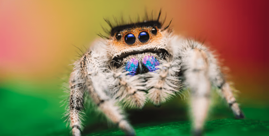 паук попрыгун паук, попрыгунчик, милый паук, паучок, прыгун