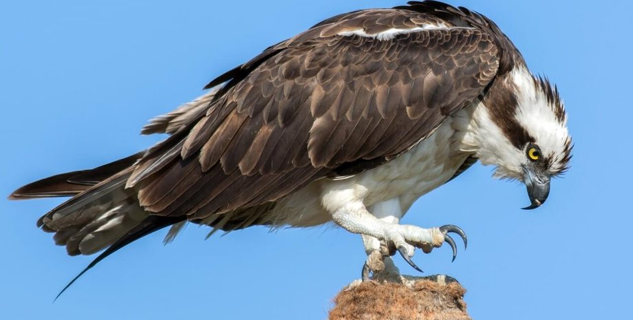 скопа, черниговская область