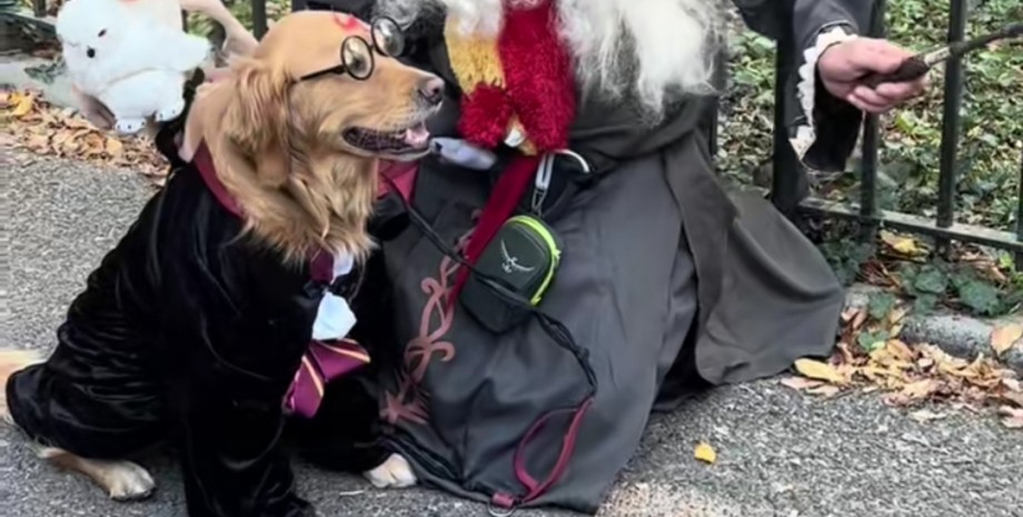 Парад костюмированных собак в Нью-Йорке Парад костюмированных собак в Нью-Йорке