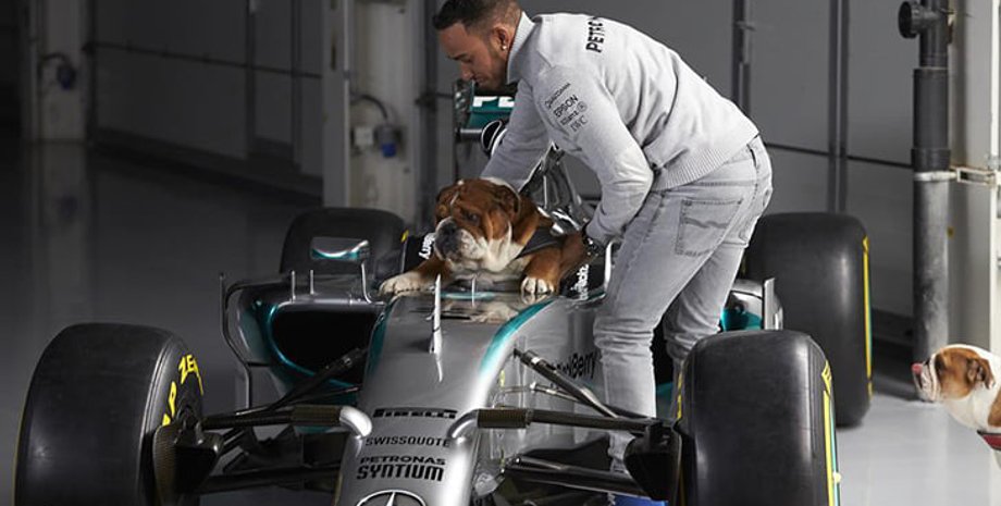 Фото: instagram.com/adventuresindogtraining, roscoelovescoco, lewishamilton; lewishamilton.com
