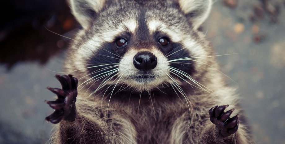 Енот / Фото из открытого источника