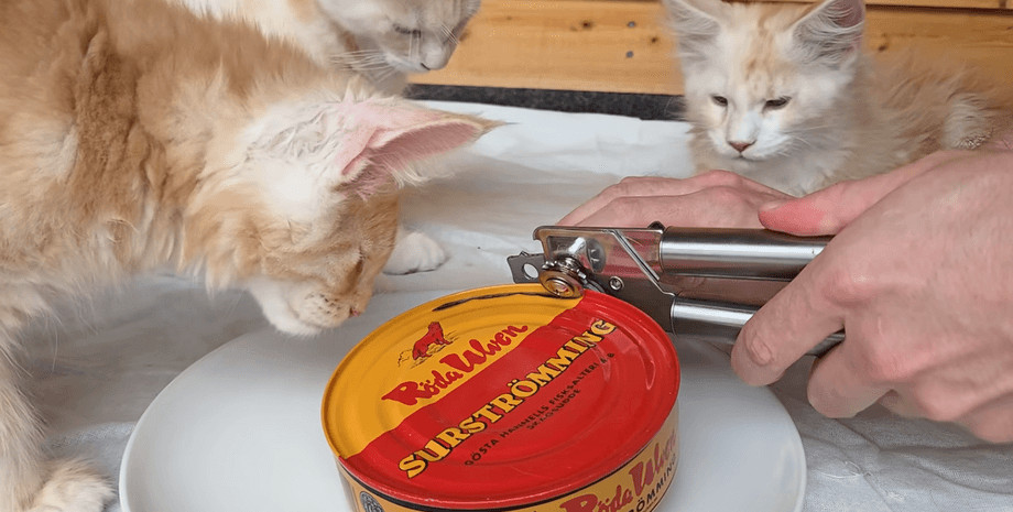 Господар почастував котів найогиднішою стравою в світі: вони були в захваті