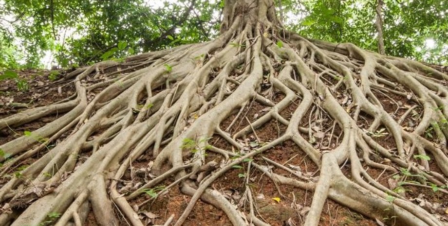 корни дерева