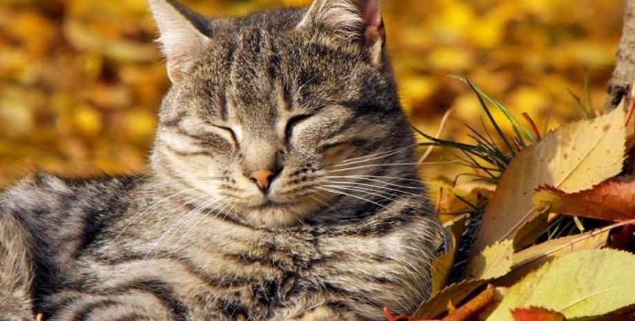 Фото: РБК-Украина