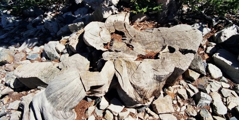 дерево прометей древнее дерево прометей